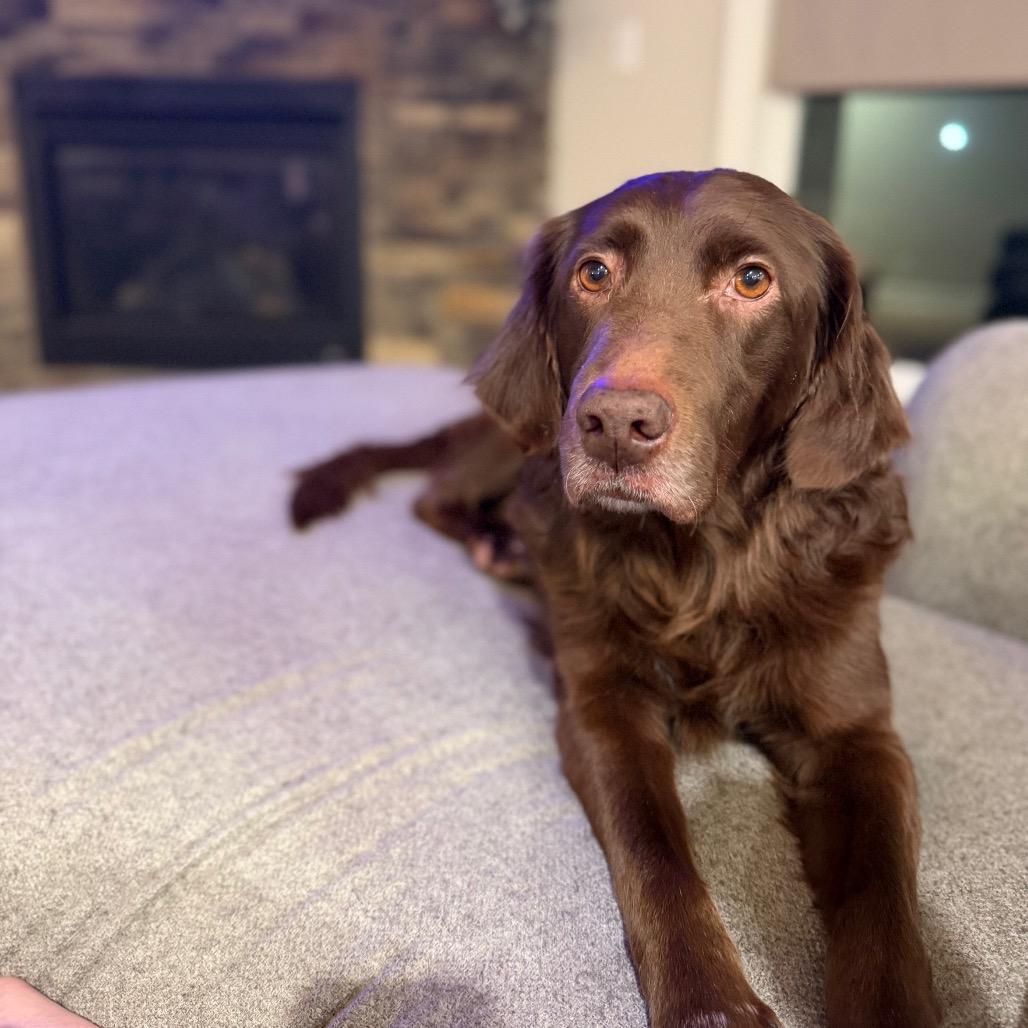 Enlarge Sadie, a Adoptable mixed breed in Peculiar, MO image 3/6