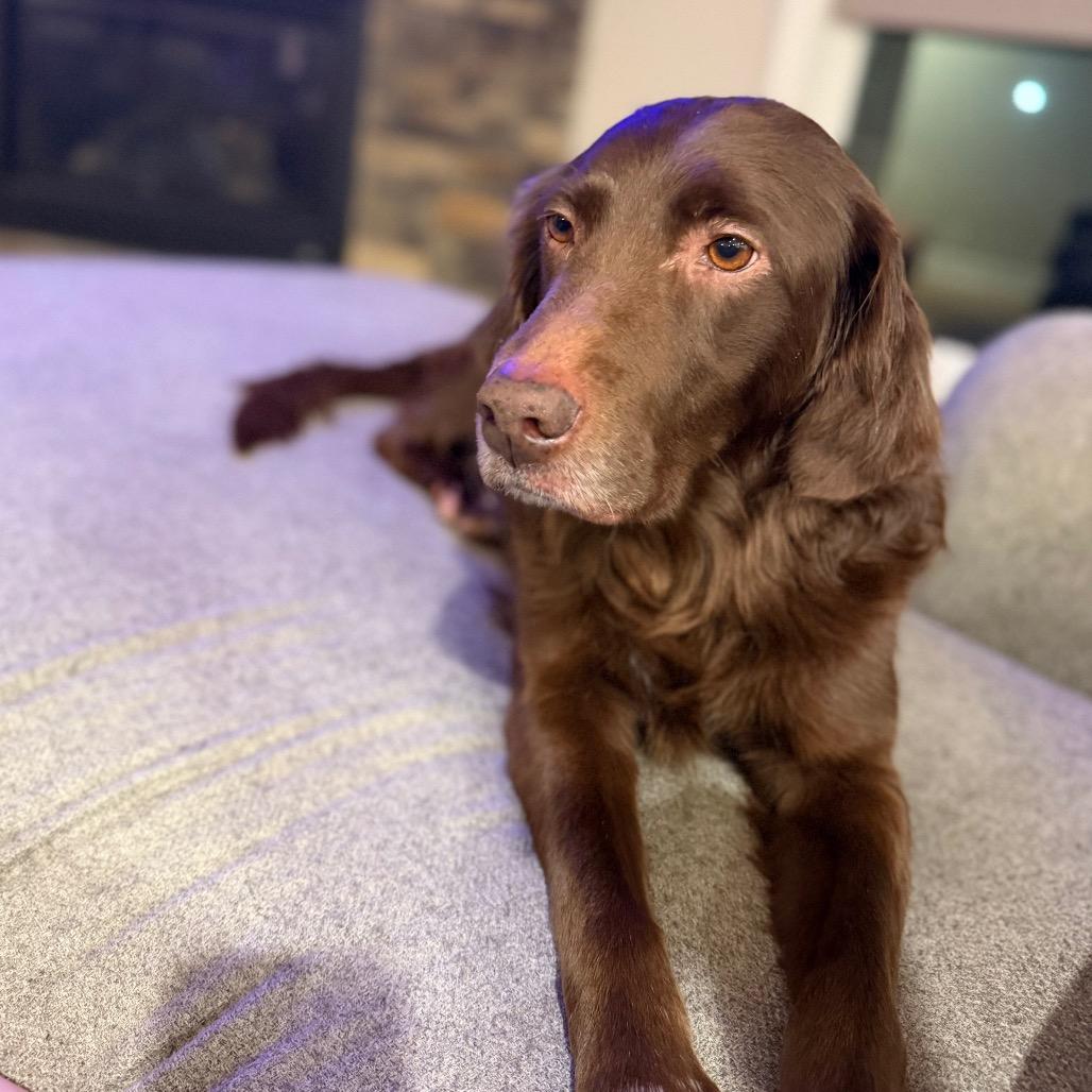 Enlarge Sadie, a Adoptable mixed breed in Peculiar, MO image 4/6