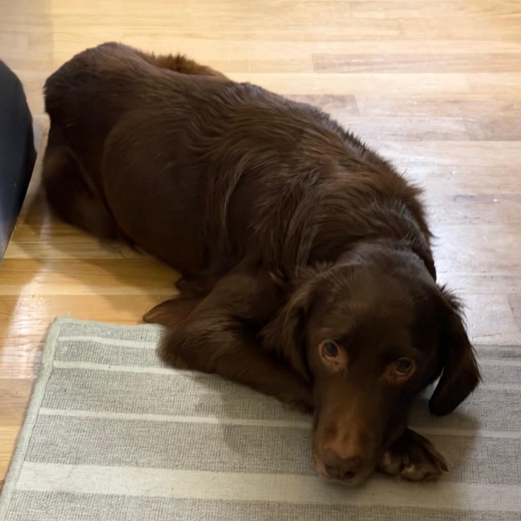 Enlarge Sadie, a Adoptable mixed breed in Peculiar, MO image 5/6