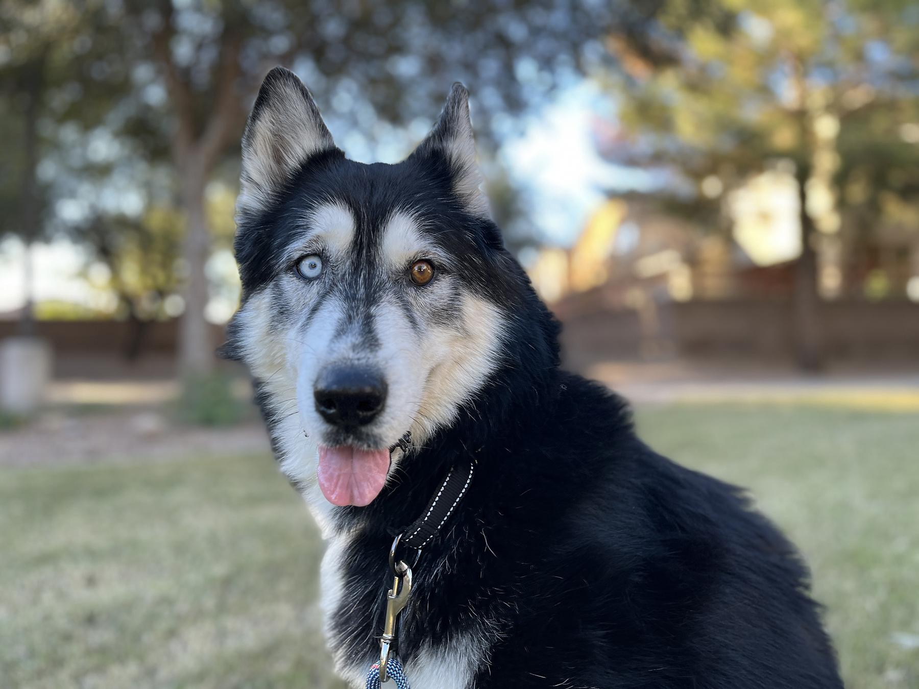 Enlarge Herbie, a ADOPTABLE Siberian Husky in Scottsdale, AZ image 5/5