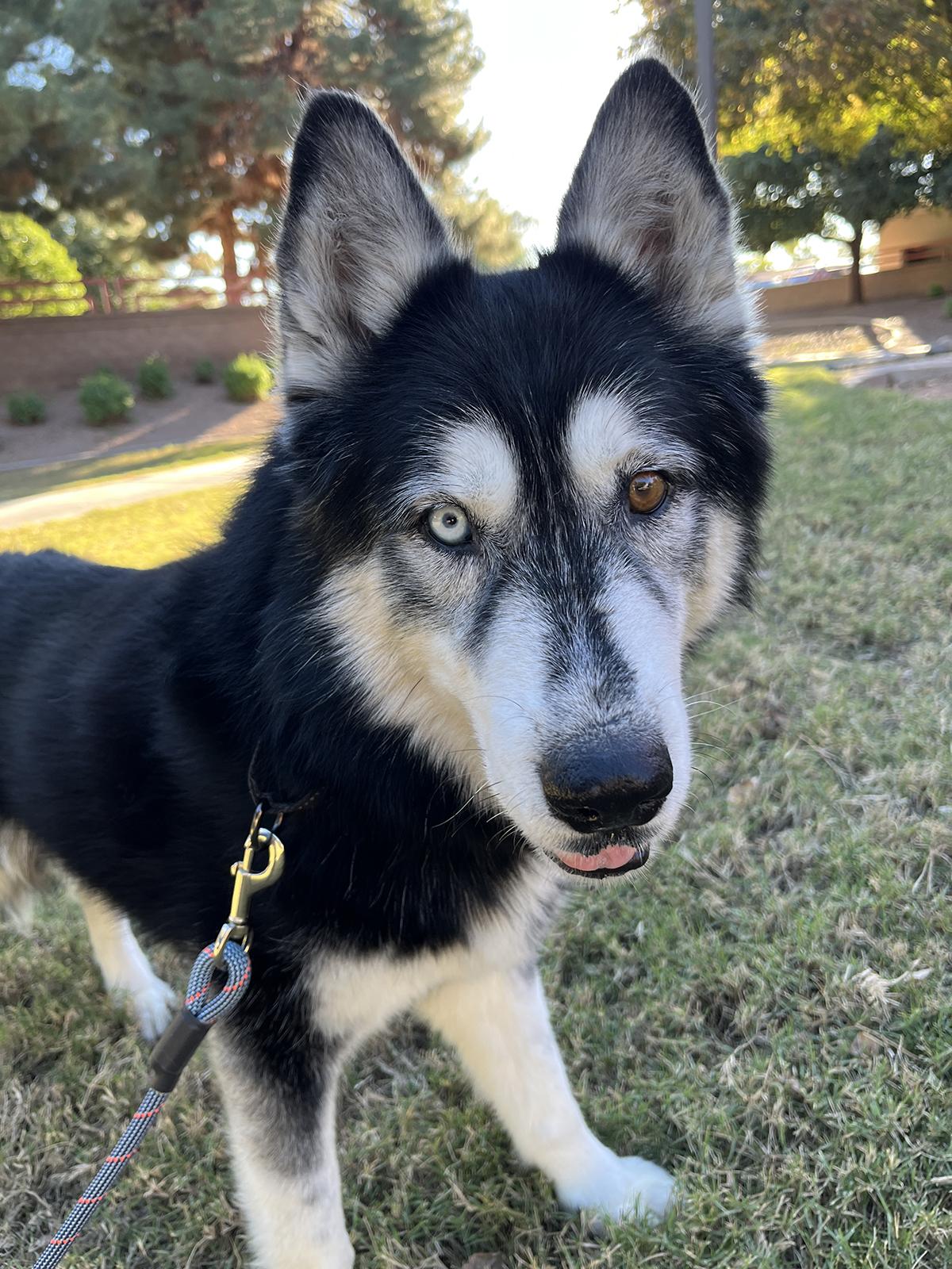 Enlarge Herbie, a ADOPTABLE Siberian Husky in Scottsdale, AZ image 4/5