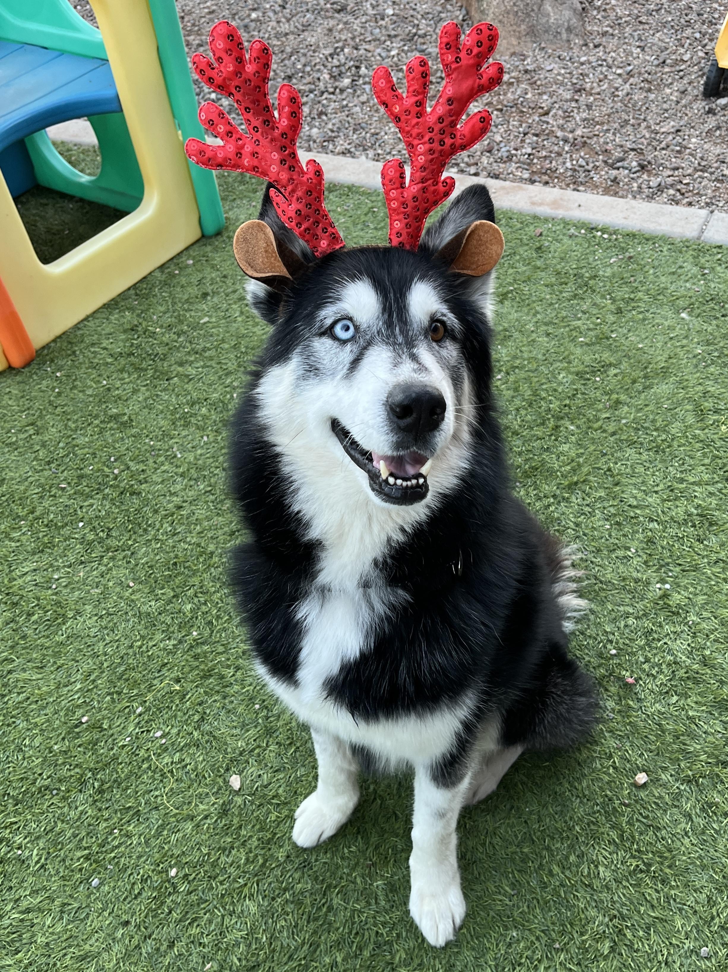 Enlarge Herbie, a ADOPTABLE Siberian Husky in Scottsdale, AZ image 2/5