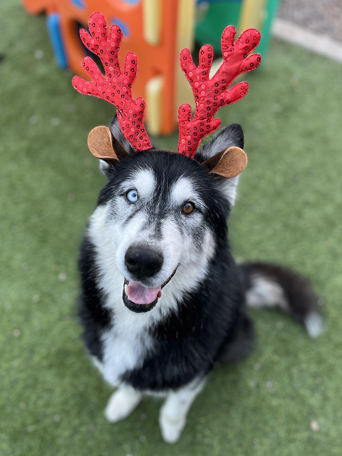 Herbie, ADOPTABLE, Adult Male Siberian Husky.