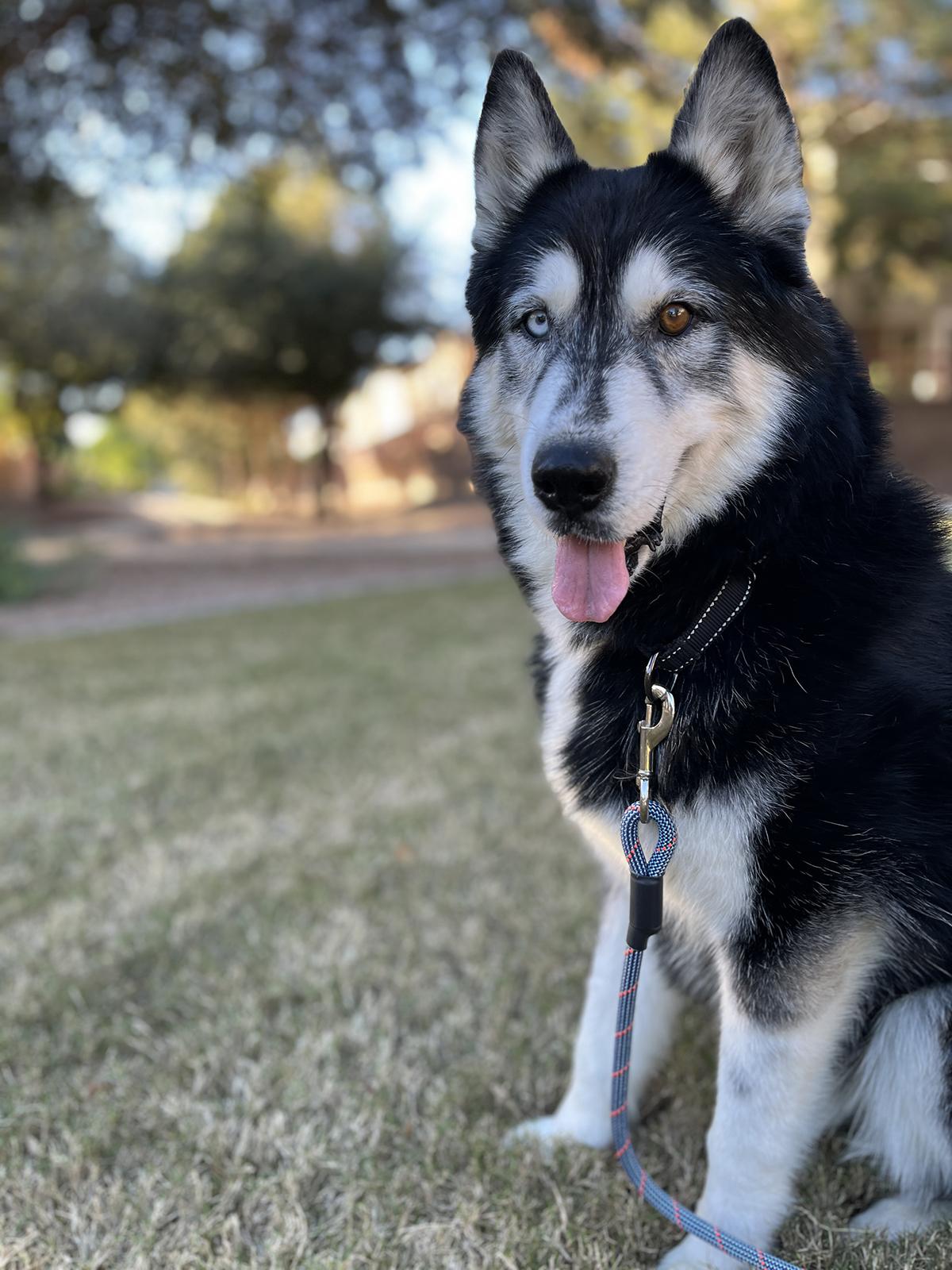 Enlarge Herbie, a ADOPTABLE Siberian Husky in Scottsdale, AZ image 3/5