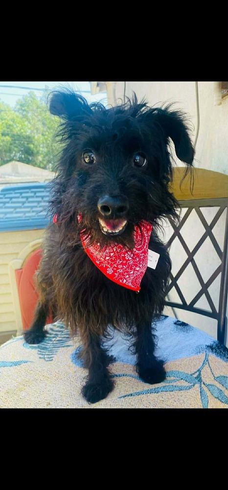 Jackson, Adoptable, Adult Male Terrier.