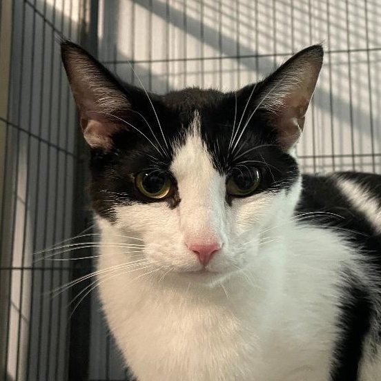Matty, Adoptable, Young Male Domestic Short Hair.