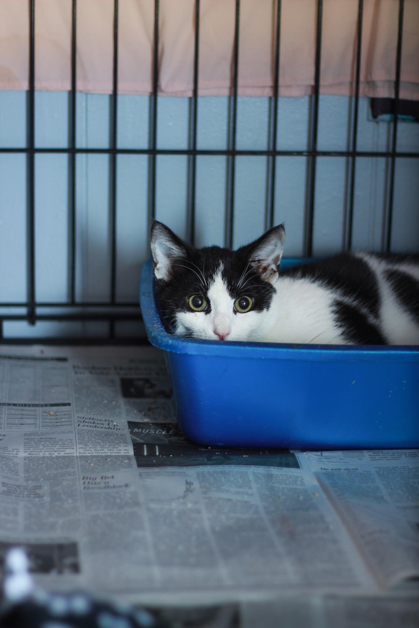 Enlarge Matty, a Adoptable Domestic Short Hair in Spencer, IN image 1/1