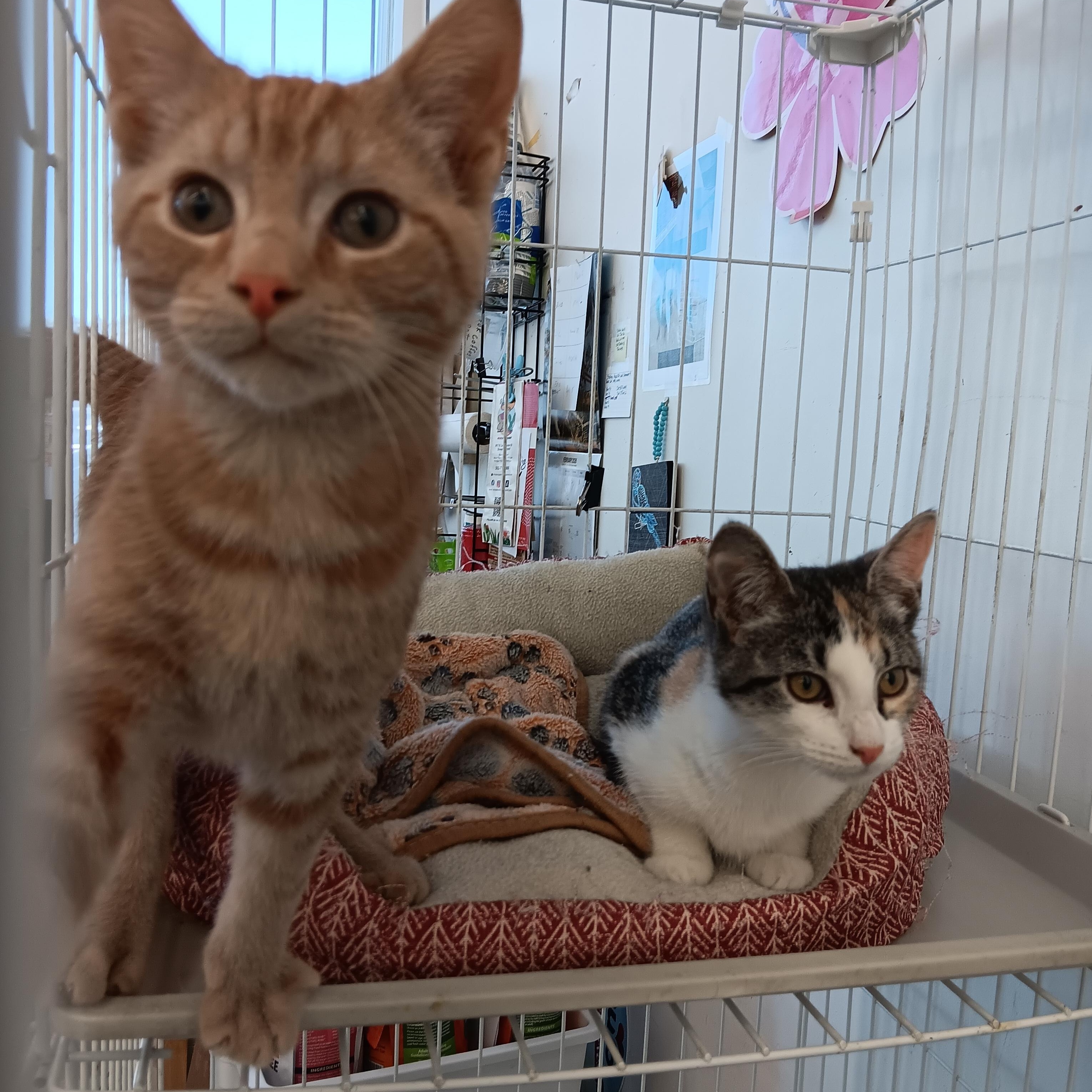 Fred and Wilma , Adoptable, Kitten Male Domestic Short Hair.