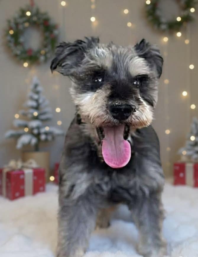 Maeven, Adoptable, Adult Male Schnauzer.
