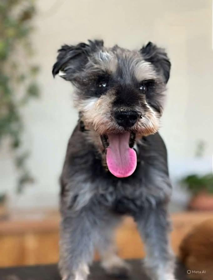 Enlarge Maeven, a Adoptable Schnauzer in Tucson, AZ image 2/2
