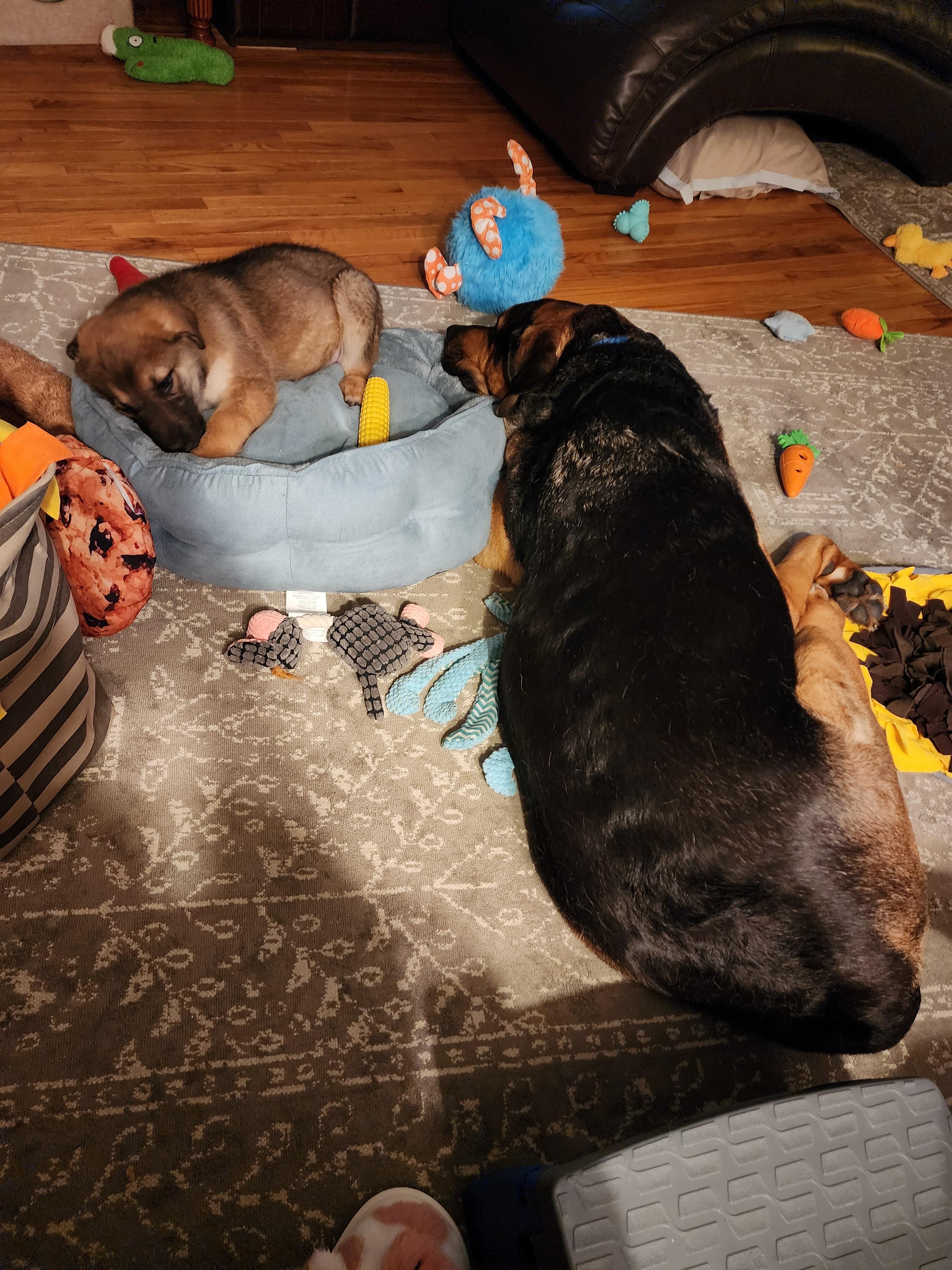 Sioux, Adopted, Puppy Female Husky & German Shepherd Dog.