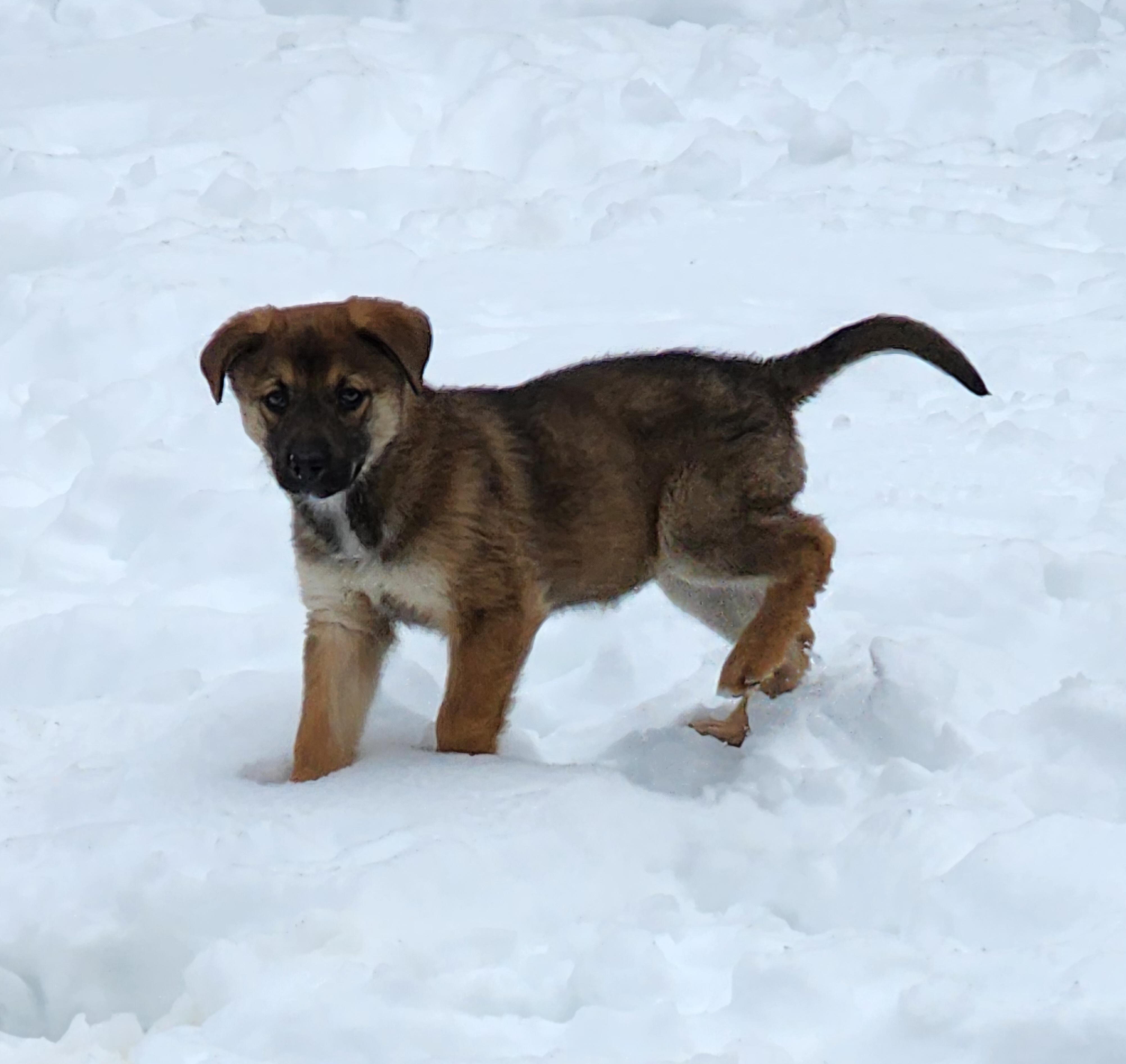 Enlarge Sioux, a Adopted mixed breed in Ajax, ON image 6/6