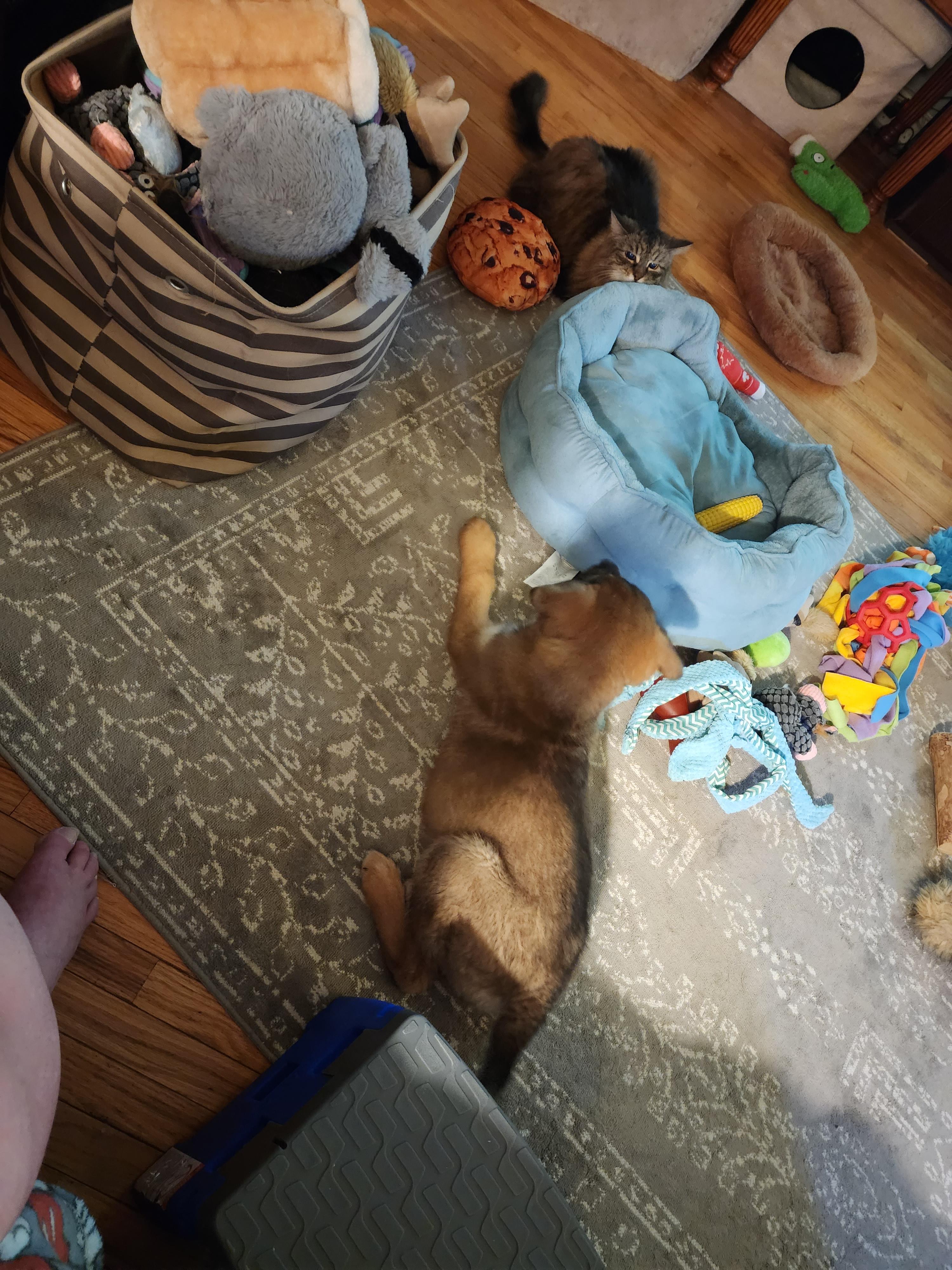 Enlarge Sioux, a Adopted mixed breed in Ajax, ON image 2/6