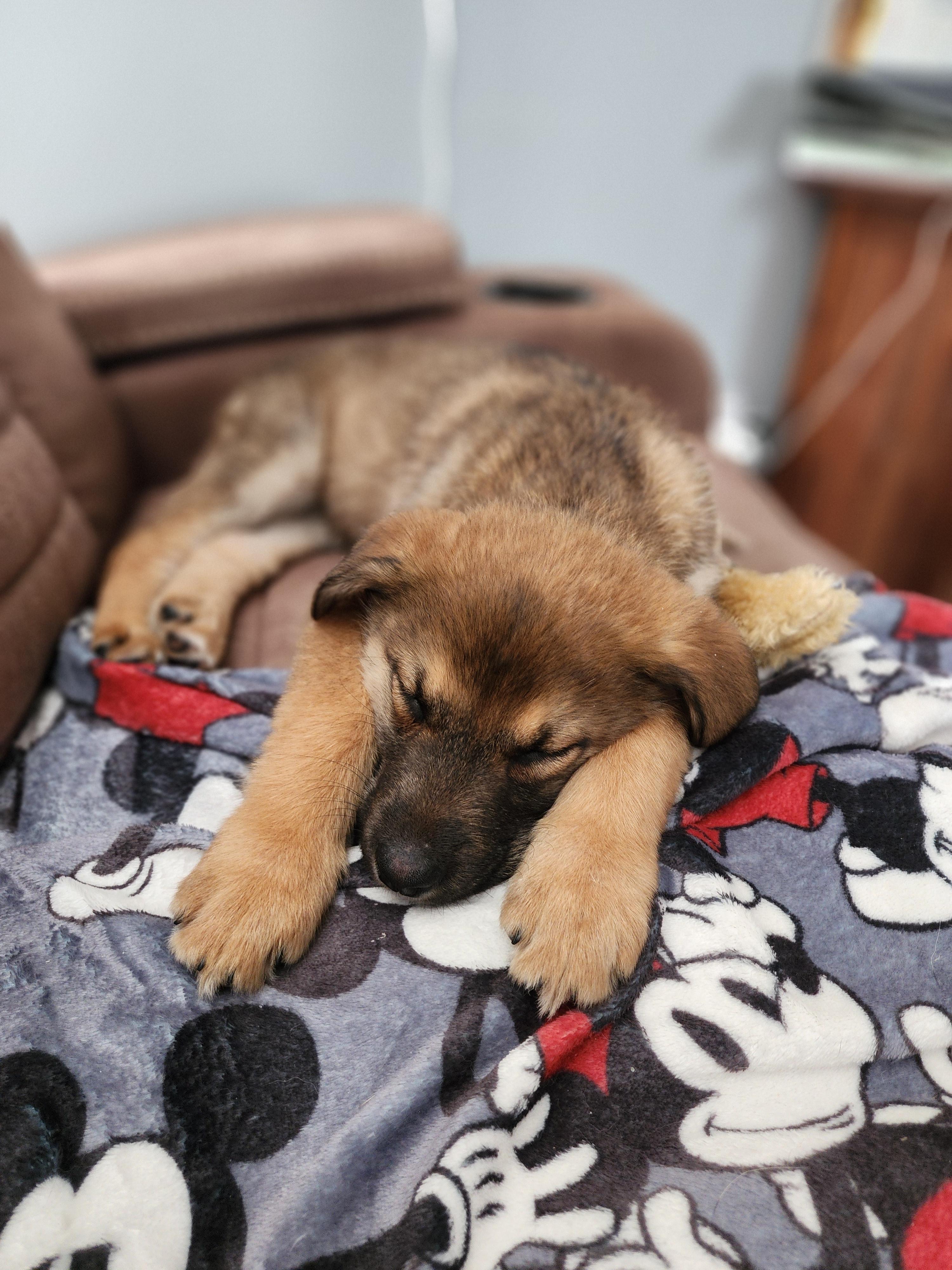 Enlarge Sioux, a Adopted mixed breed in Ajax, ON image 5/6