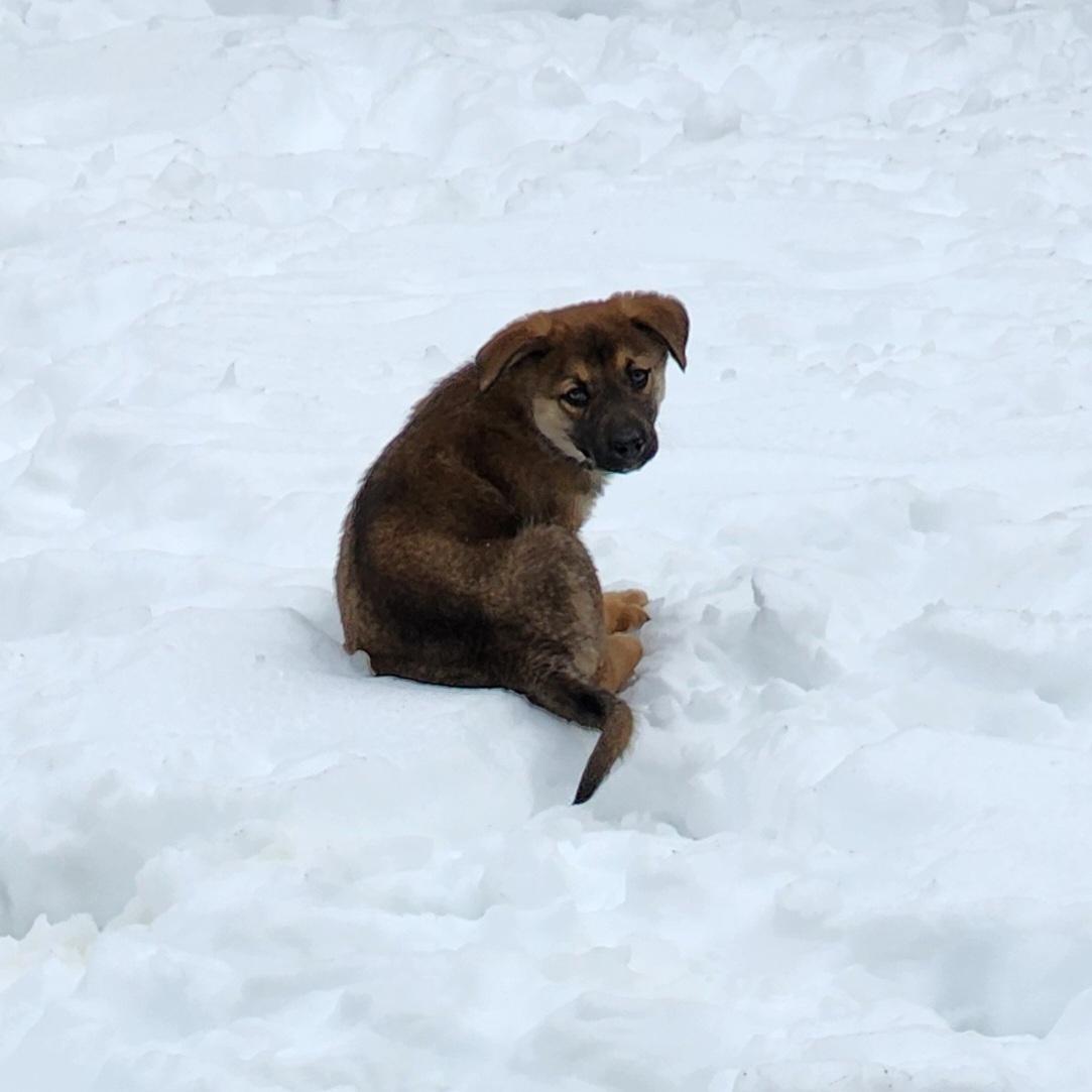 Enlarge Sioux, a Adopted mixed breed in Ajax, ON image 4/6