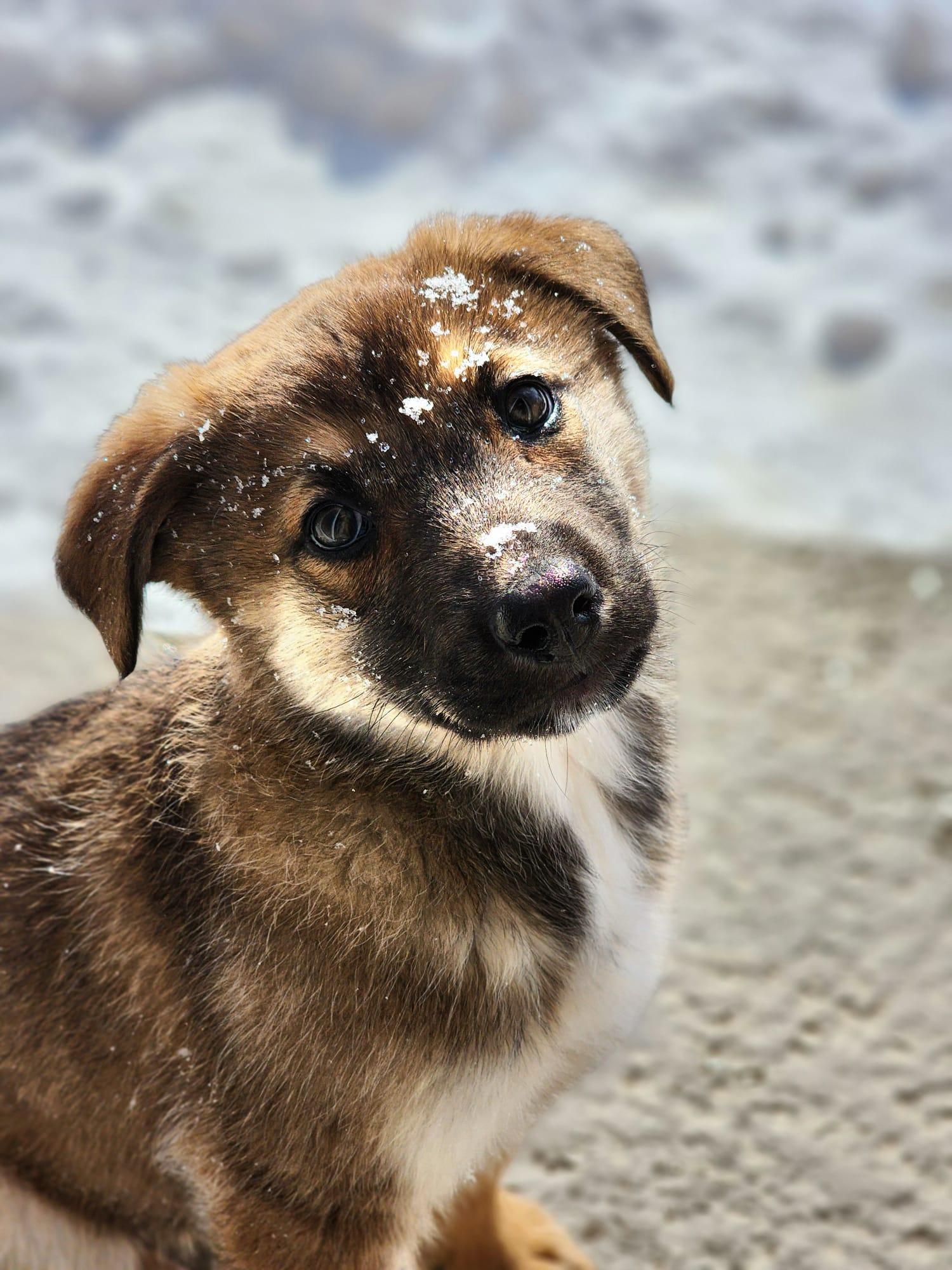 Enlarge Sioux, a Adopted mixed breed in Ajax, ON image 3/6