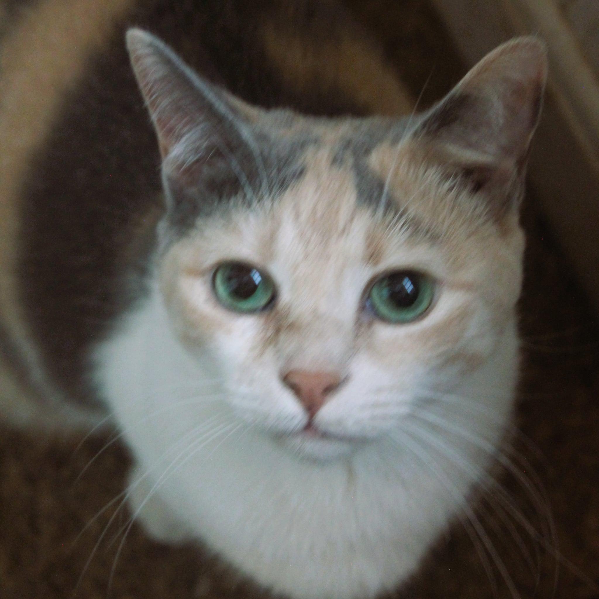 Aria, adopted, Adult Female Domestic Short Hair.