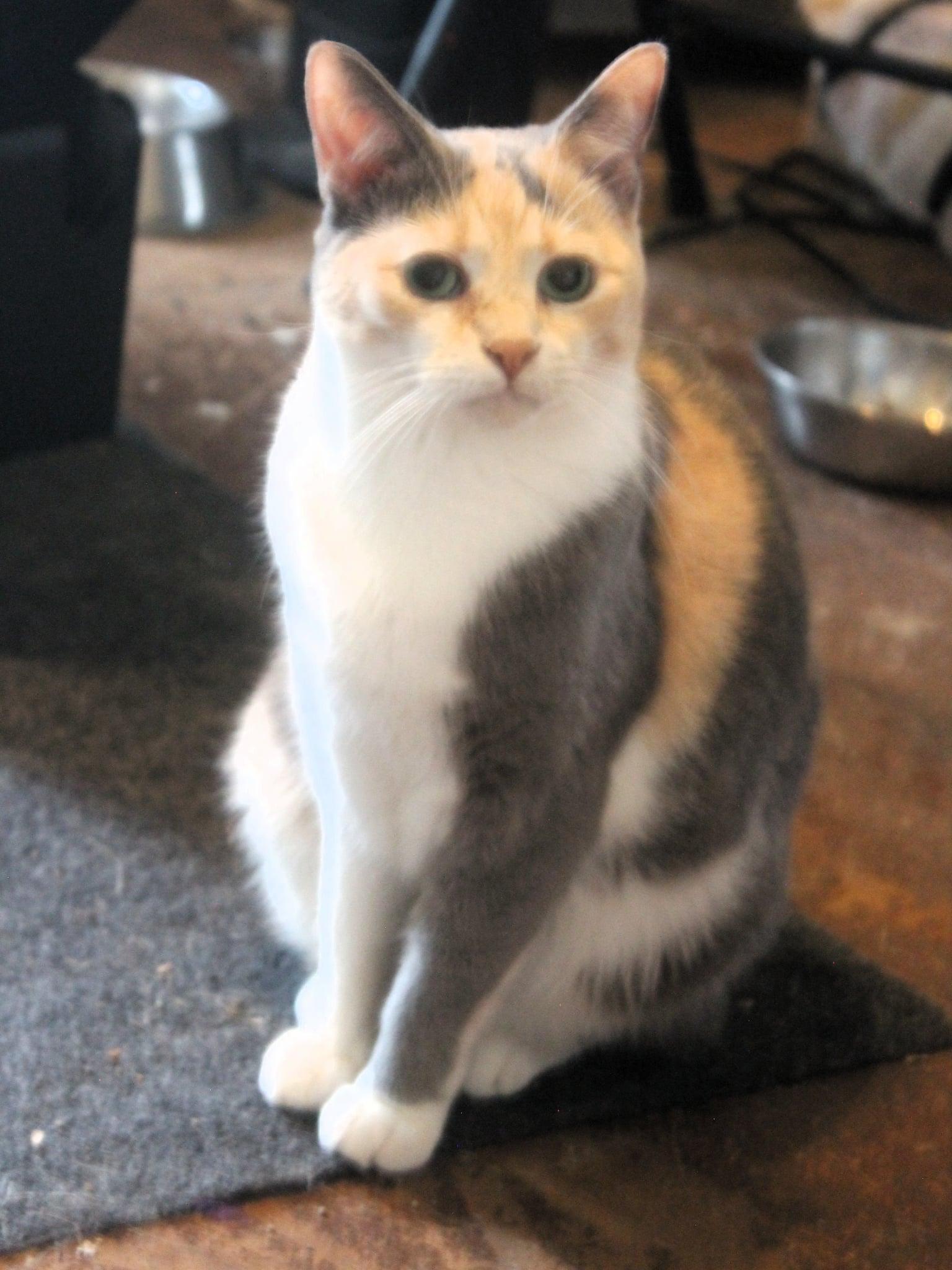 Enlarge Aria, an adopted Domestic Short Hair in Rutherfordton, NC image 2/6
