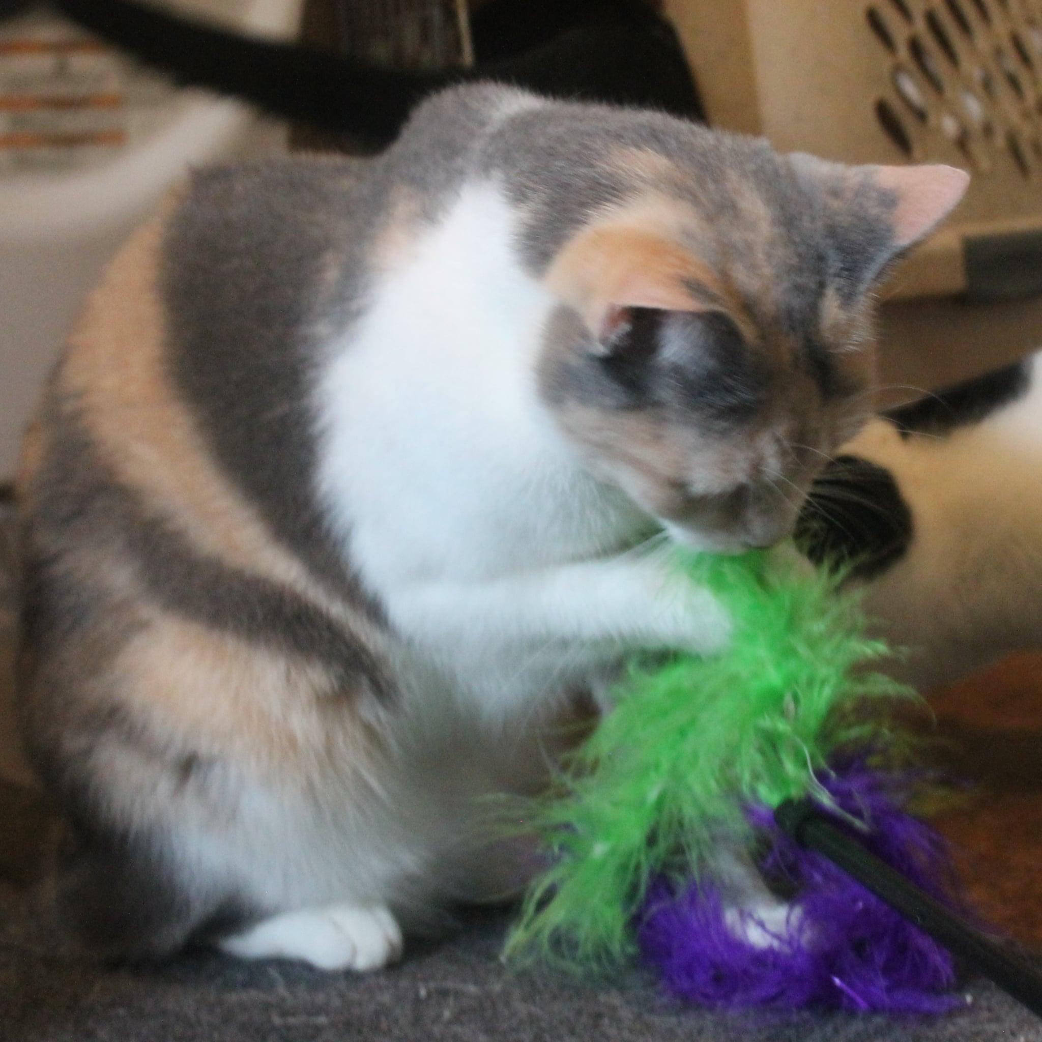 Enlarge Aria, an adopted Domestic Short Hair in Rutherfordton, NC image 4/6