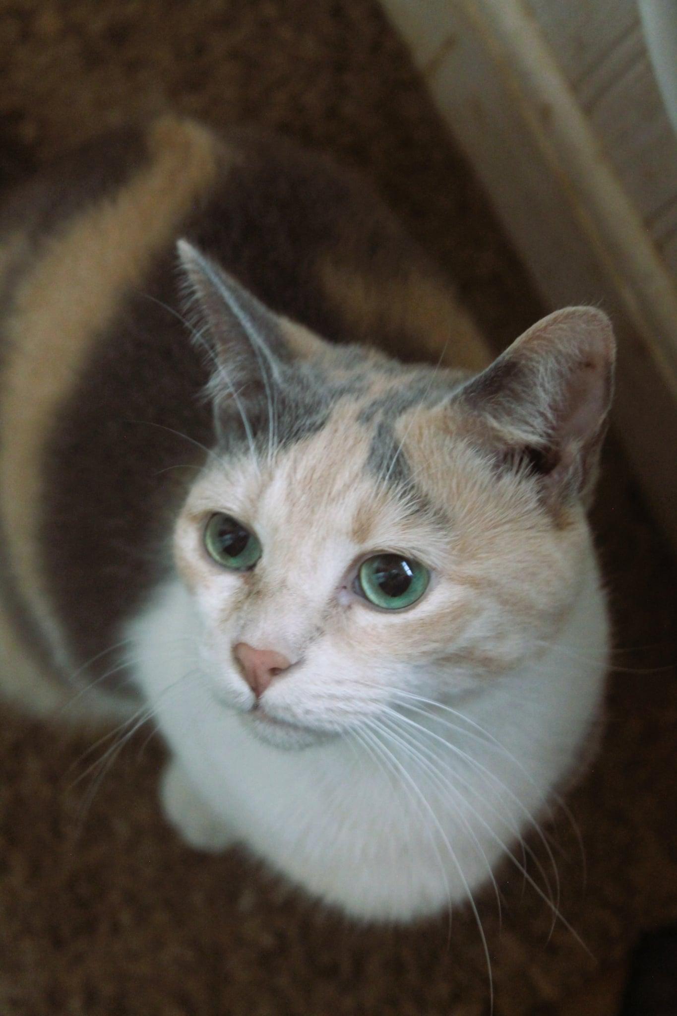 Enlarge Aria, an adopted Domestic Short Hair in Rutherfordton, NC image 3/6