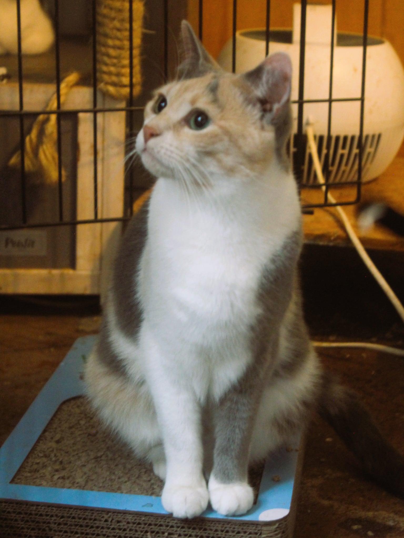 Enlarge Aria, an adopted Domestic Short Hair in Rutherfordton, NC image 6/6