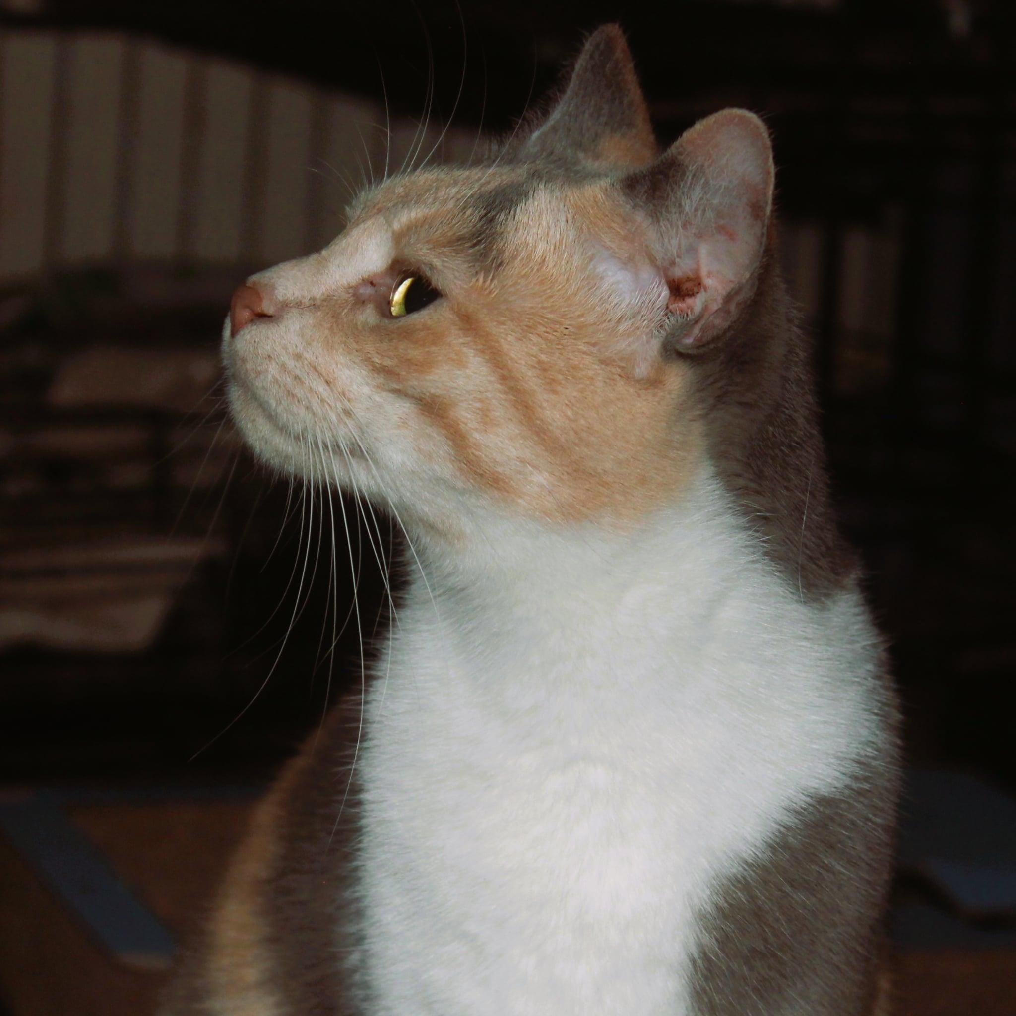Enlarge Aria, an adopted Domestic Short Hair in Rutherfordton, NC image 5/6