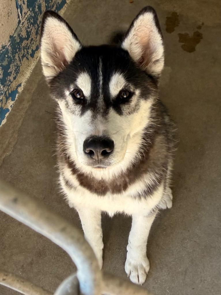 Enlarge Mordecai, a Adoptable Husky in Lockhart, TX image 1/1