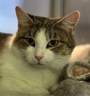 Enlarge Cleo, a Adoptable mixed breed in Fort Worth, TX image 1/3