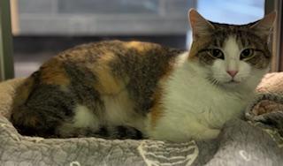 Enlarge Cleo, a Adoptable mixed breed in Fort Worth, TX image 2/3