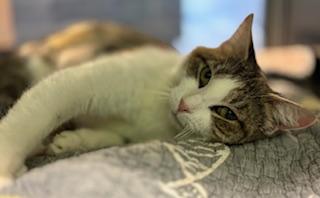 Enlarge Cleo, a Adoptable mixed breed in Fort Worth, TX image 3/3