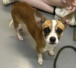 Tully, Adopted, Adult Female Chihuahua & Terrier.