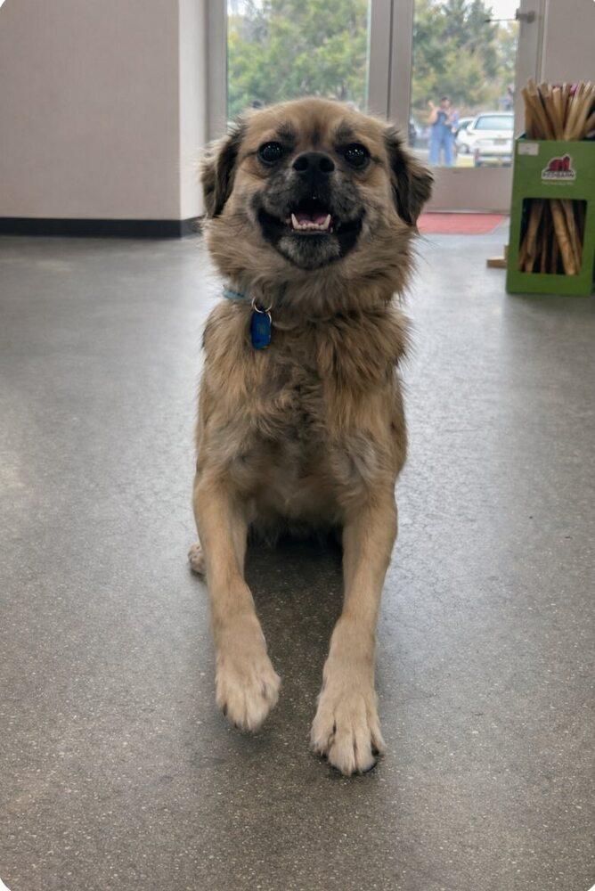 Enlarge Tiki, a Adoptable mixed breed in Milton, DE image 1/5