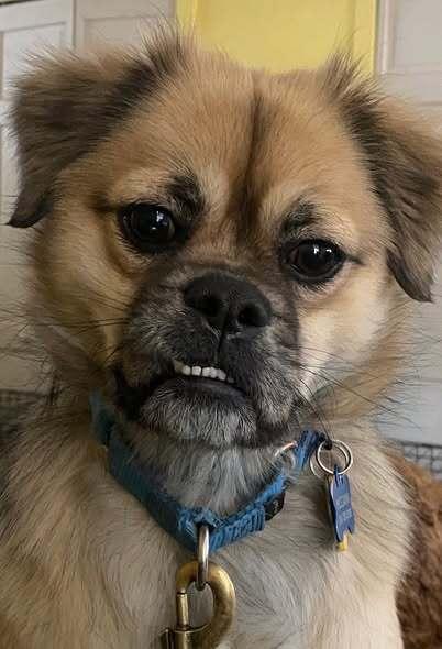 Tiki, a Adoptable mixed breed in Milton, DE image 3/6