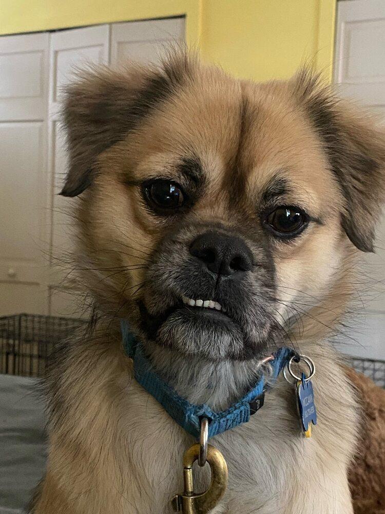 Enlarge Tiki, a Adoptable mixed breed in Milton, DE image 4/5