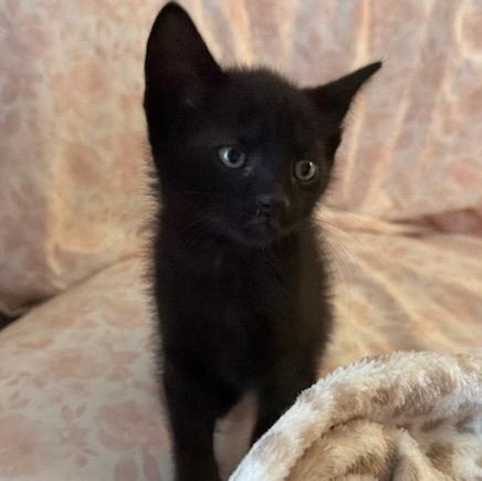 Bowie (In Foster), ADOPTABLE, Kitten Male Domestic Short Hair.