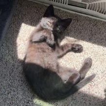 Bowie (In Foster), a ADOPTABLE Domestic Short Hair in Watertown, WI image 3/3