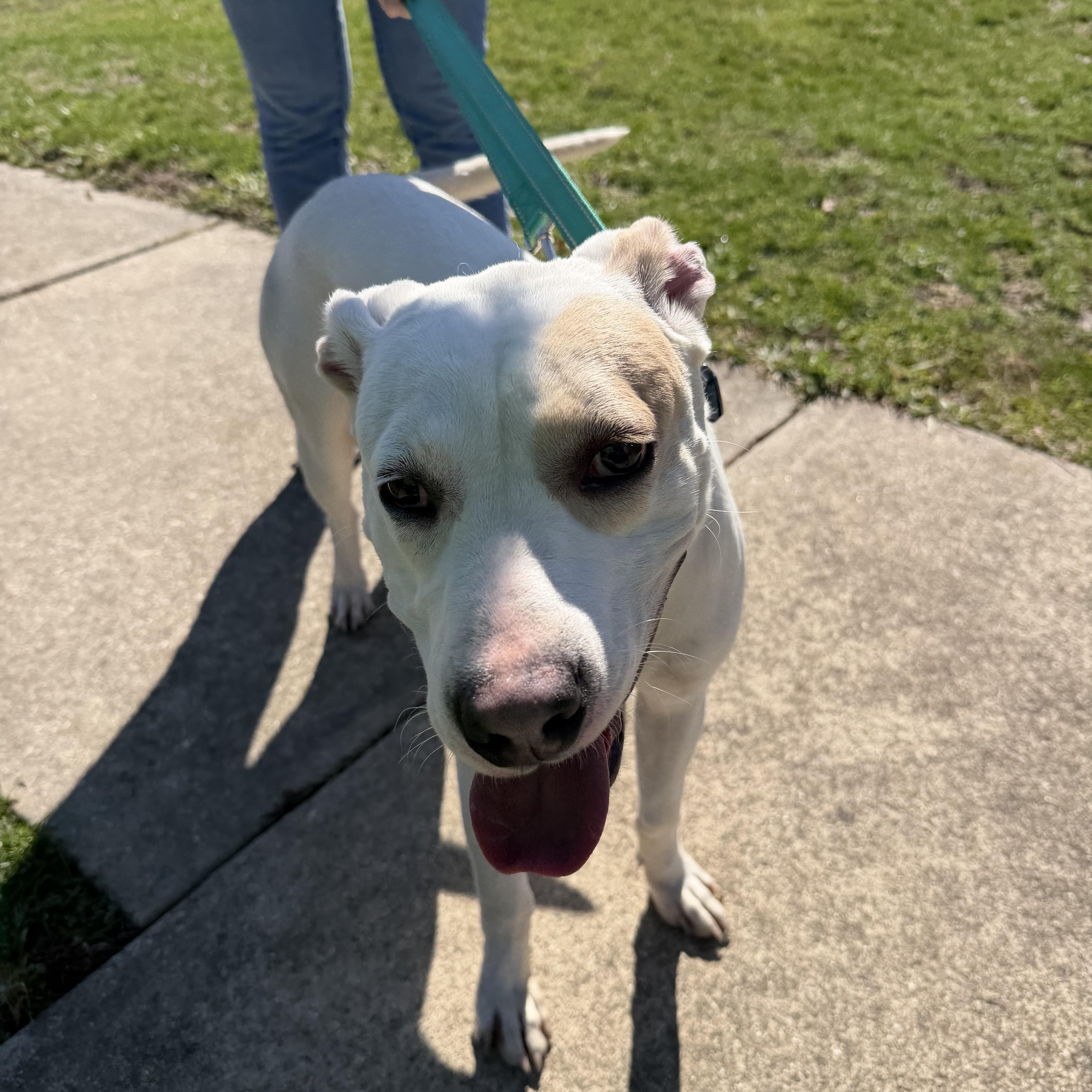 Enlarge Ghost (CP) FOSTER OR FOREVER HOME NEEDED ASAP, a ADOPTABLE mixed breed in Clinton, IL image 3/4
