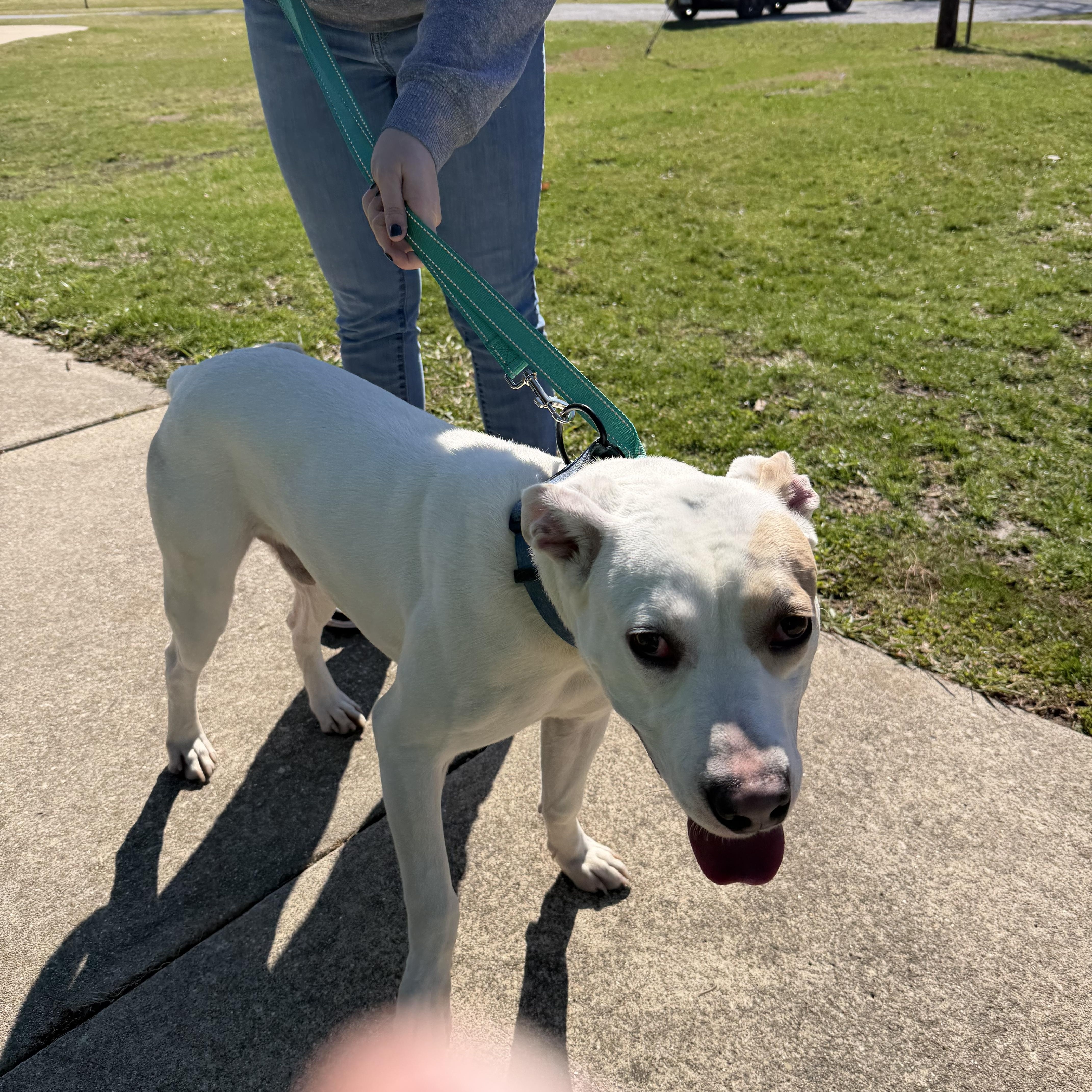 Ghost (CP) FOSTER OR FOREVER HOME NEEDED ASAP, ADOPTABLE, Young Male Pit Bull Terrier.