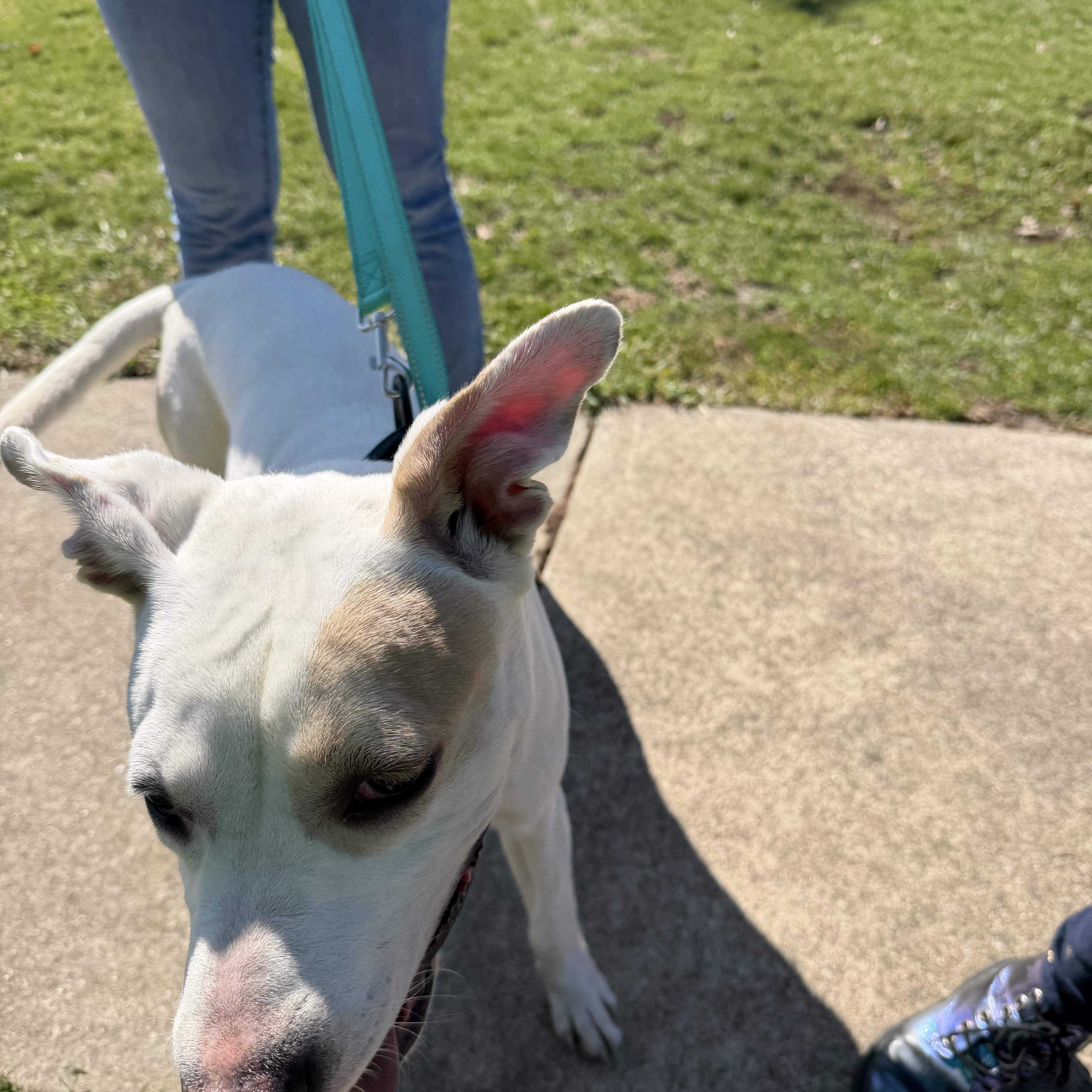 Enlarge Ghost (CP) FOSTER OR FOREVER HOME NEEDED ASAP, a ADOPTABLE mixed breed in Clinton, IL image 2/4