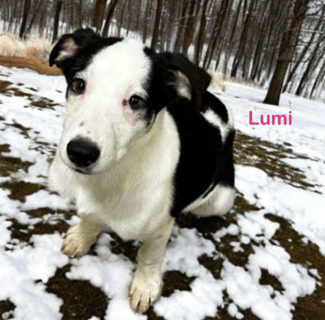Enlarge Lumi, a Adoptable mixed breed in Archbold , OH image 1/1