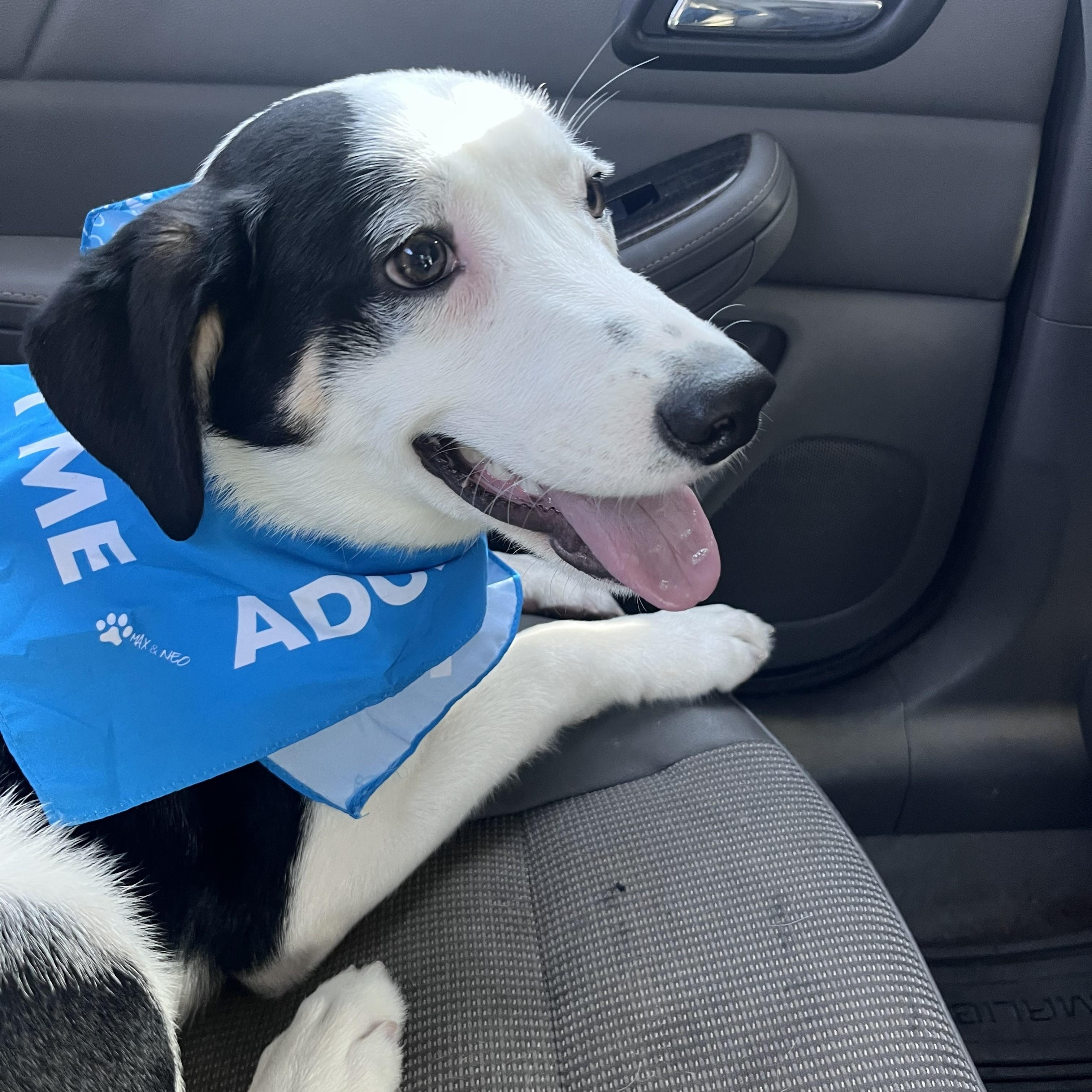 Lumi - SOS Lumi Needs a HOME!, a Adoptable mixed breed in Archbold , OH image 3/5