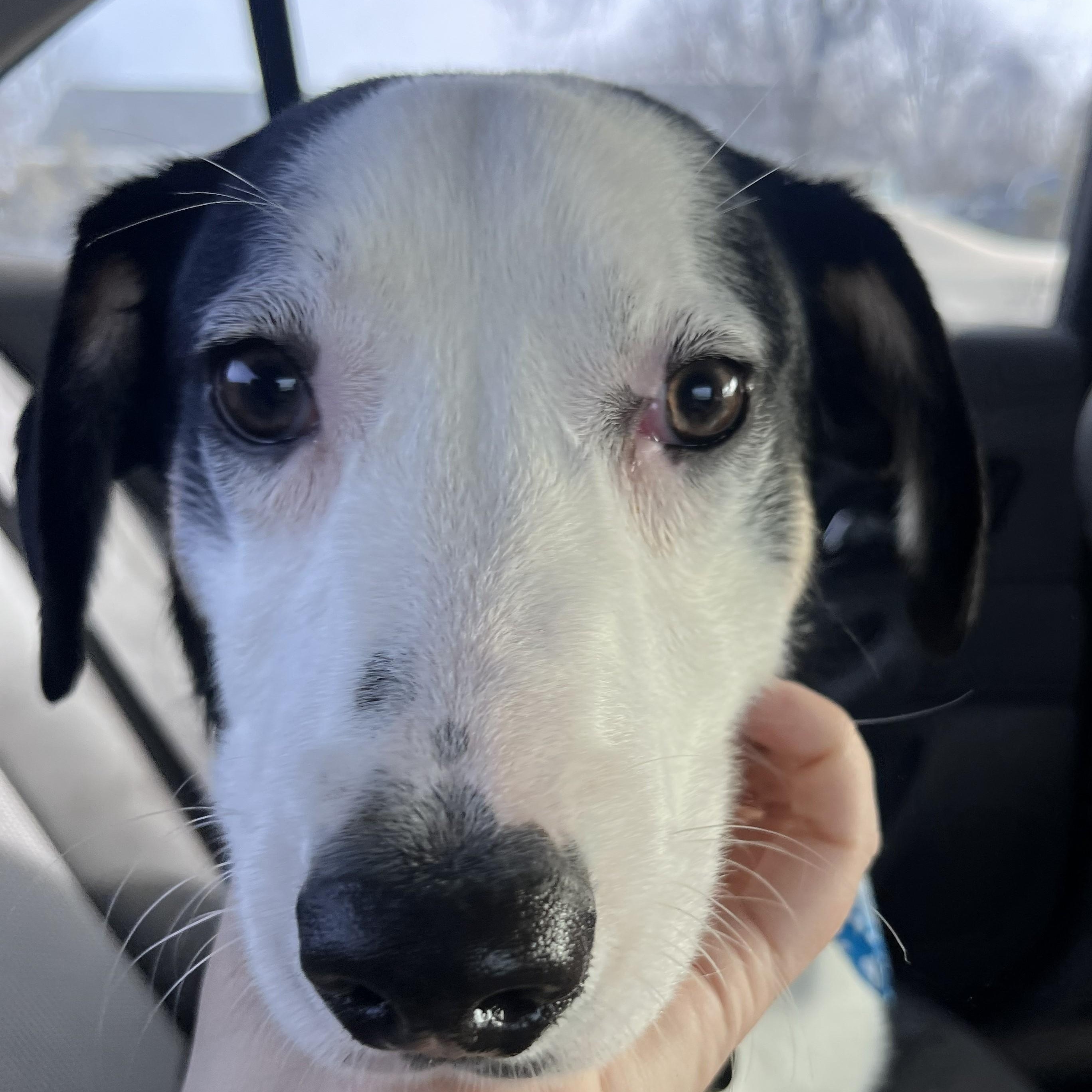 Lumi - SOS Lumi Needs a HOME!, a Adoptable mixed breed in Archbold , OH image 4/5