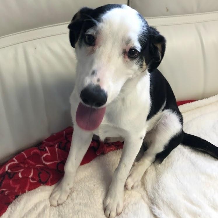 Lumi - SOS Lumi Needs a HOME!, Adoptable, Puppy Female Great Pyrenees & Australian Cattle Dog / Blue Heeler.