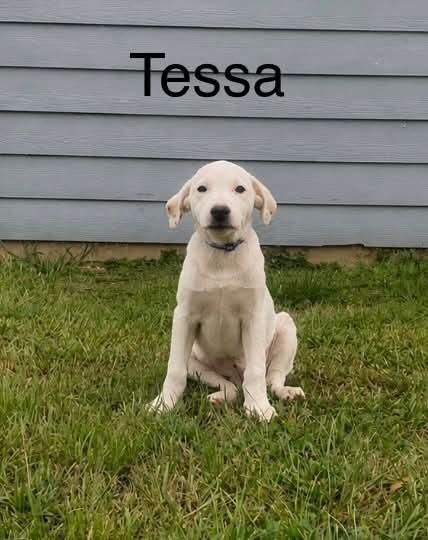 Tessa, Adoptable, Puppy Female Retriever & Hound.