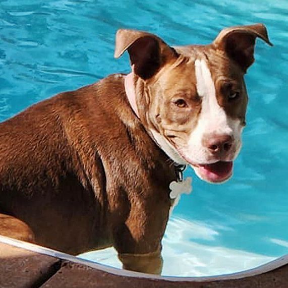 Sweet Tea, a Adoptable mixed breed in Oklahoma City, OK image 1/4