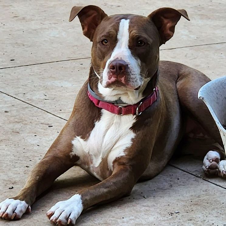 Sweet Tea, a Adoptable mixed breed in Oklahoma City, OK image 2/4