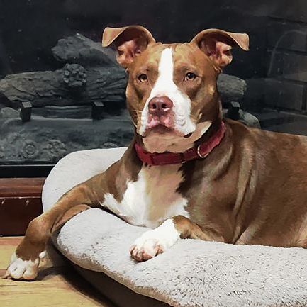 Sweet Tea, a Adoptable mixed breed in Oklahoma City, OK image 3/4