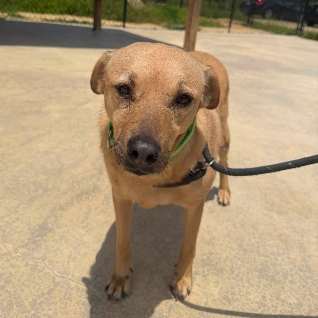Enlarge Dewey - 010503U, a Adoptable mixed breed in Tupelo, MS image 1/4