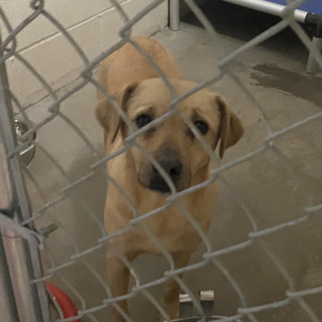 Enlarge Dewey - 010503U, a Adoptable mixed breed in Tupelo, MS image 2/4