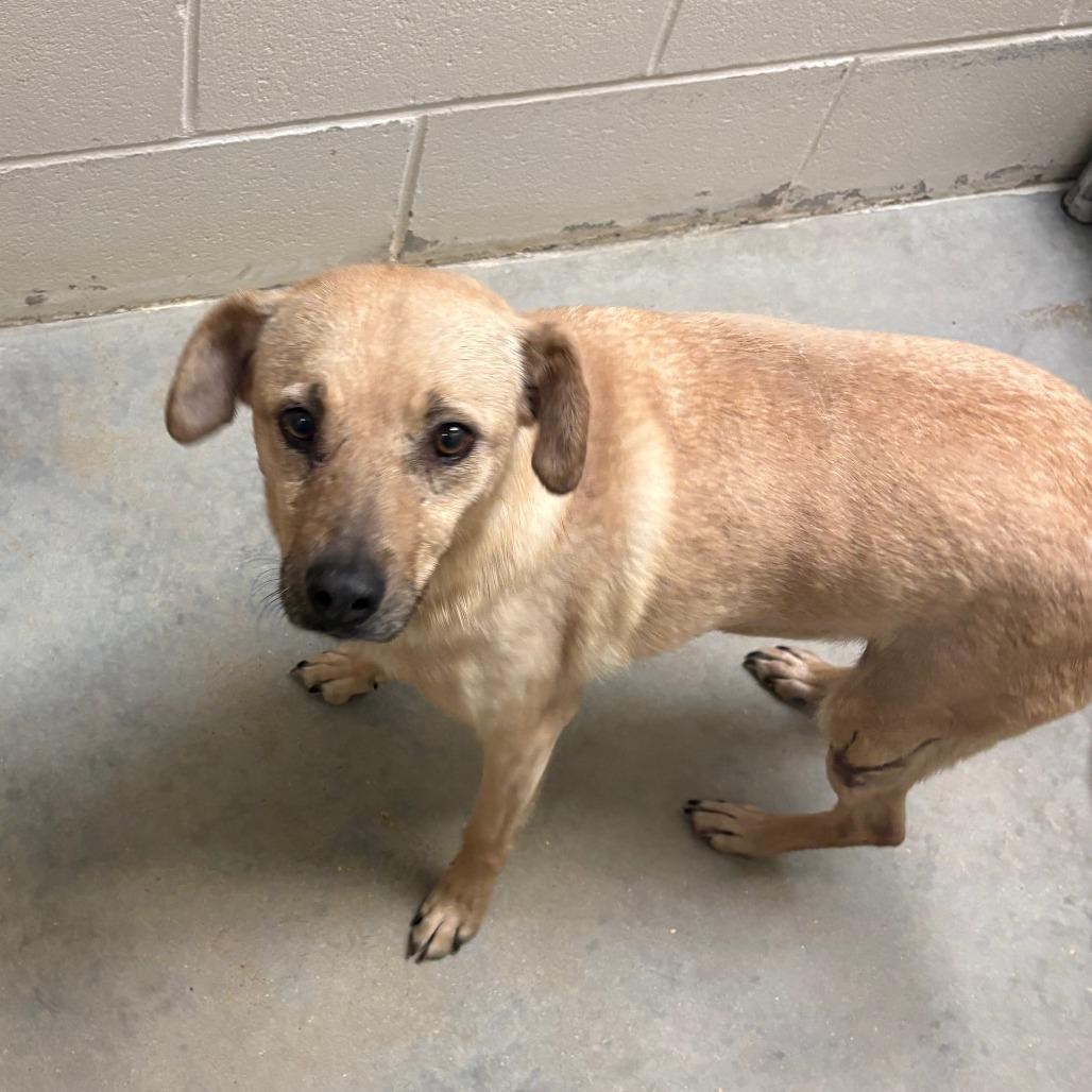 Enlarge Dewey - 010503U, a Adoptable mixed breed in Tupelo, MS image 4/4